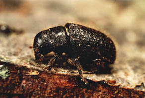 The Ambrosia Beetle