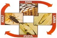 The Lifecycle of Woodworm