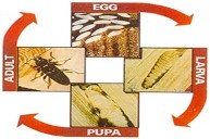 The Lifecycle of Woodworm. The Lifecycle of Woodworm